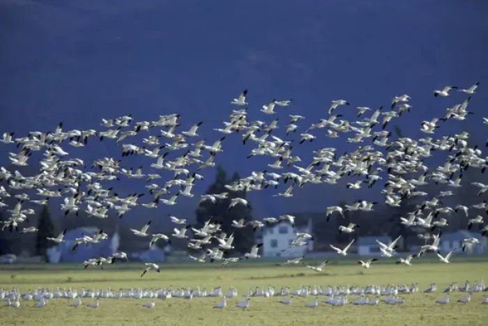 Framed Print : NA, USA, Washington, Skagit Wildlife Management Area Snow geese (Chen caerulescens) Framed Print : NA, USA, Washington, Skagit Wildlife Management Area Snow geese (Chen caerulescens)
