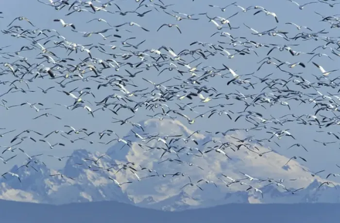 Framed Print : NA, USA, Washington, Skagit Wildlife Management Area Snow geese (Chen caerulescens) Framed Print : NA, USA, Washington, Skagit Wildlife Management Area Snow geese (Chen caerulescens)