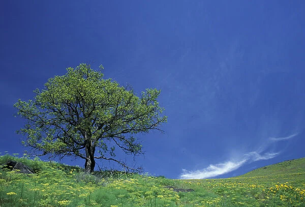 NA, USA, Washington, Southwestern Washington Lone oak, spring greens