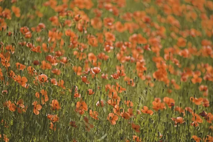 Framed Print : NA, USA, Washington State, Colfax, Fire Poppies Growing in the Palouse Region of Washington Framed Print : NA, USA, Washington State, Colfax, Fire Poppies Growing in the Palouse Region of Washington