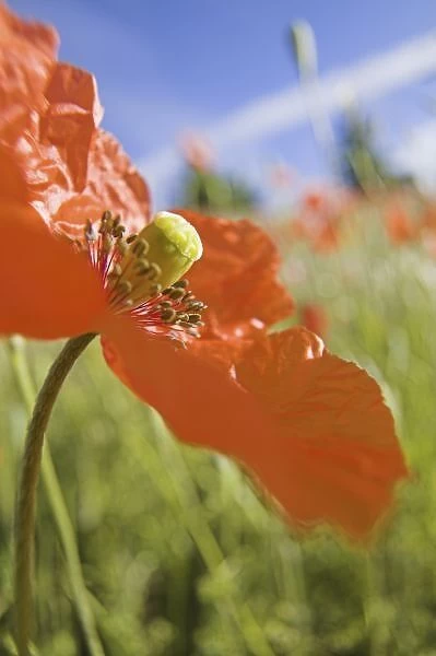 NA, USA, Washington State, Colfax, Fire Poppies Growing in the Palouse Region of