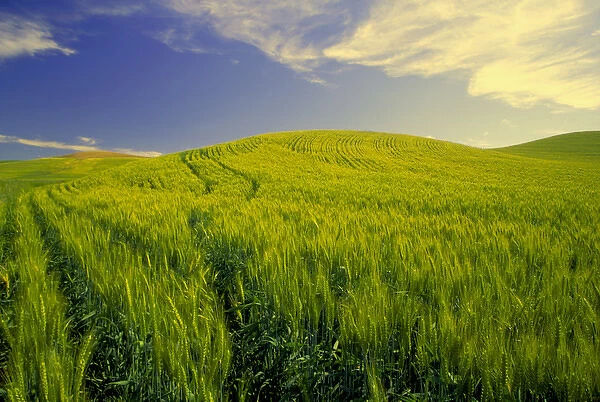 NA, USA, Washington State, Palouse Region, Tracks Running Thru Spring Wheat Field