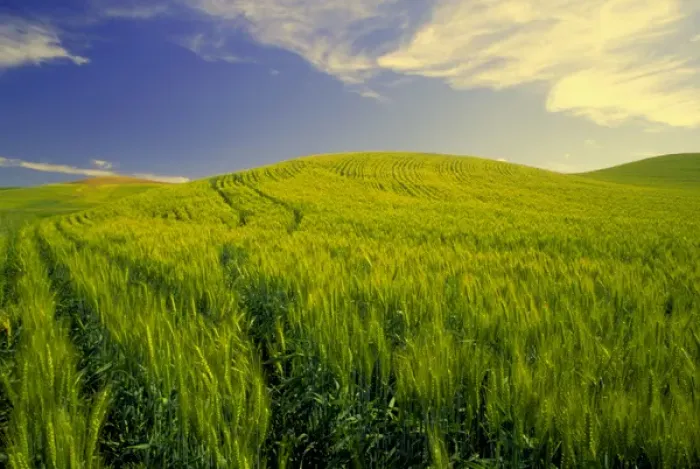 Framed Print : NA, USA, Washington State, Palouse Region, Tracks Running Thru Spring Wheat Field Framed Print : NA, USA, Washington State, Palouse Region, Tracks Running Thru Spring Wheat Field