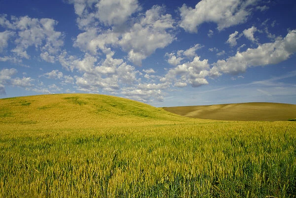 NA, USA, Washington State, Palouse Region, Green Wheat Field & Clouds