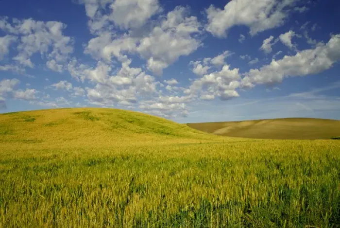 Framed Print : NA, USA, Washington State, Palouse Region, Green Wheat Field & Clouds