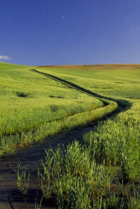 Framed Print : NA, USA, Washington State, Palouse Region, Road Thru Green Wheat Field