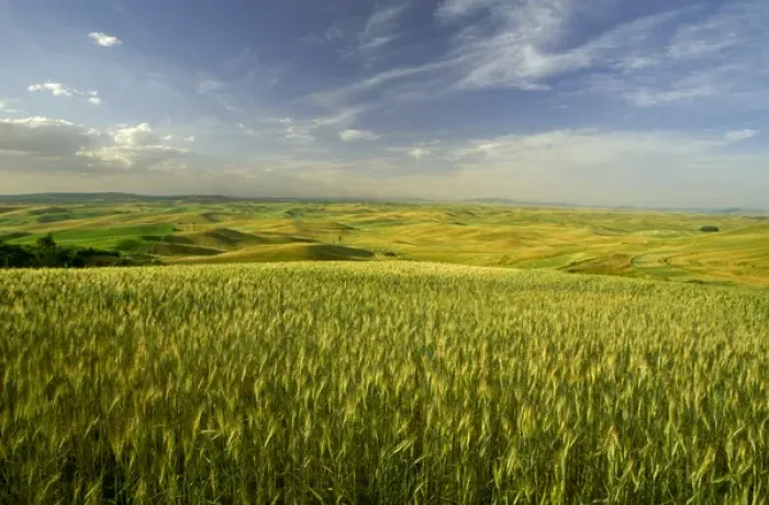 Framed Print : NA, USA, Washington State, Palouse Region, Green Spring Wheat & Rolling Hills Framed Print : NA, USA, Washington State, Palouse Region, Green Spring Wheat & Rolling Hills