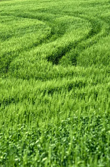 Framed Print : NA, USA, Washington State, Palouse Region, Track in Green Spring Wheat Field