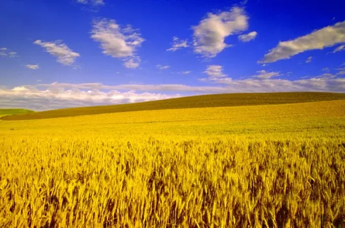 Framed Print : NA, USA, Washington State, Palouse Region, Harvest Time Wheat Crop Framed Print : NA, USA, Washington State, Palouse Region, Harvest Time Wheat Crop