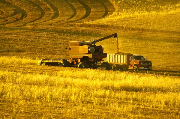 NA, USA, Washington State, Palouse Region, Combines Harvesting Crop