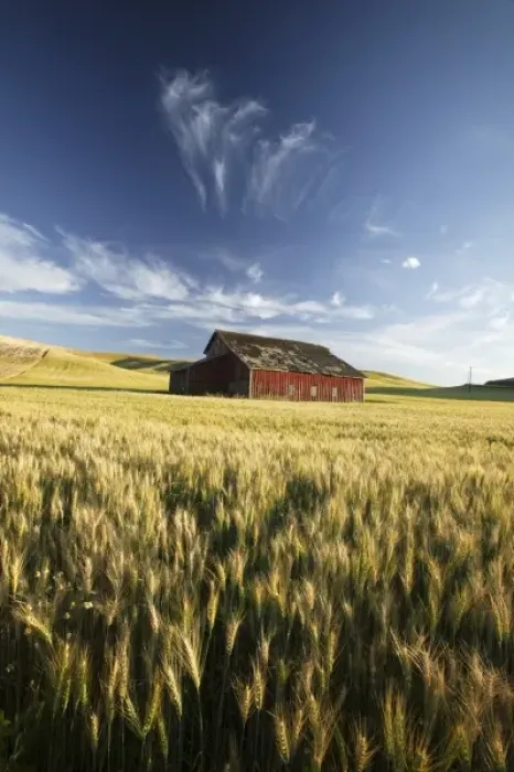 Framed Print : NA, USA, Washington State, Saint John, Red Barn in Harvest Time Wheat Field. PR Framed Print : NA, USA, Washington State, Saint John, Red Barn in Harvest Time Wheat Field. PR