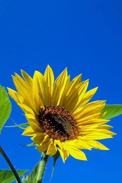 NA, USA, Washington State, Seattle, Sunflower in Blue Sky
