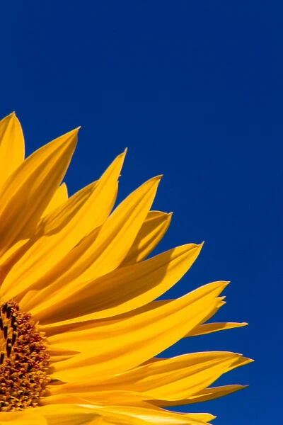NA, USA, Washington State, Seattle, Sunflower in Blue Sky
