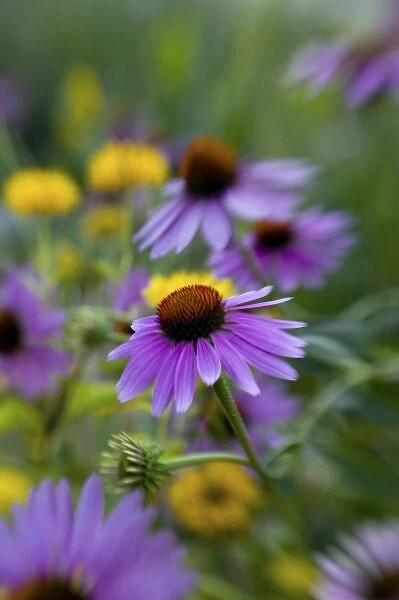 NA, USA, Washington State, Seattle, Backyard Garden in Full Bloom, Selective Focus Image