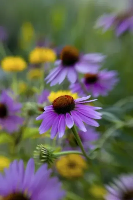 Framed Print : NA, USA, Washington State, Seattle, Backyard Garden in Full Bloom, Selective Focus Image Framed Print : NA, USA, Washington State, Seattle, Backyard Garden in Full Bloom, Selective Focus Image