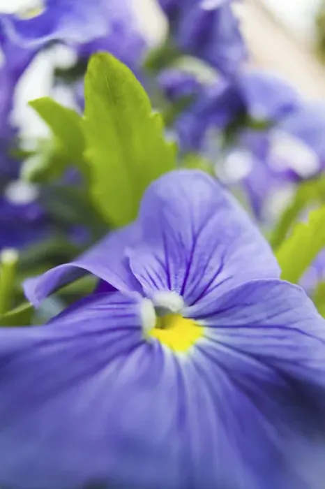 Framed Print : NA, USA, Washington State, Uniontown, Garden Flowers Framed Print : NA, USA, Washington State, Uniontown, Garden Flowers