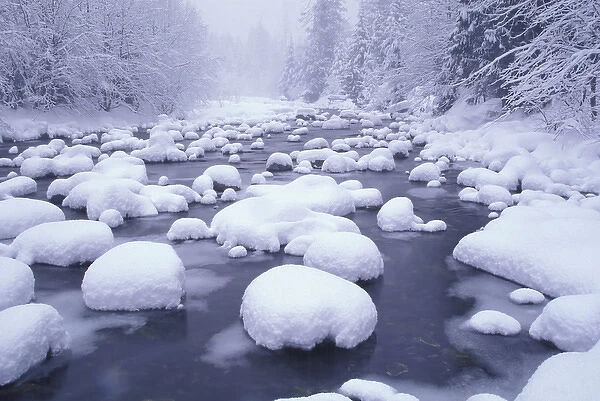 NA, USA, Washington, Washington Cascades Fresh snowfall on Denny Creek at Snowqualmie