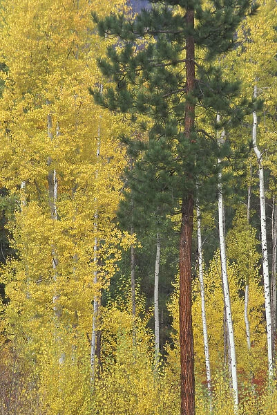 NA, USA, Washington, Wenatchee National Forest. Aspen trees with golden leaves