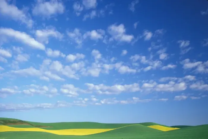 Framed Print : NA, USA, Washington, Whitman County, Palouse region, golden strip of Canola (rape Framed Print : NA, USA, Washington, Whitman County, Palouse region, golden strip of Canola (rape