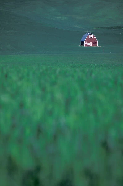 NA, USA, Washington, Whitman County, Palouse region, red barn in wheatfield