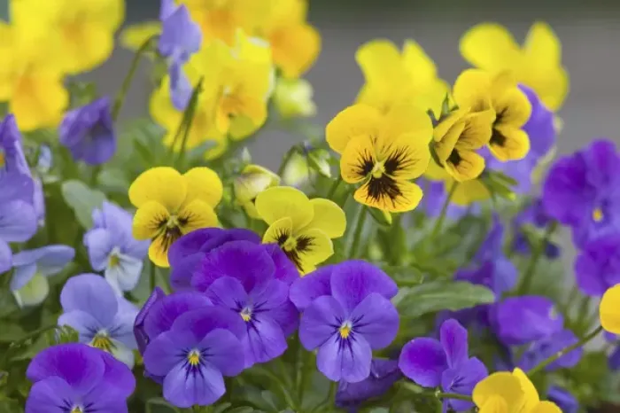 Framed Print : NA, USA, WashingtonState, Seattle, Backyard Flowers, Lavendar and Yellow Pansies