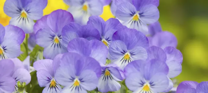 Framed Print : NA, USA, WashingtonState, Seattle, Backyard Flowers, Lavendar and Yellow Pansies Framed Print : NA, USA, WashingtonState, Seattle, Backyard Flowers, Lavendar and Yellow Pansies
