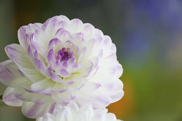 NA, USA, WashingtonState, Seattle, Backyard Flowers, Purple edged White Dahlia in full bloom