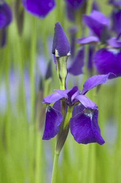 NA, USA, WashingtonState, Seattle, Backyard Flowers, Purple Irs in Bloom