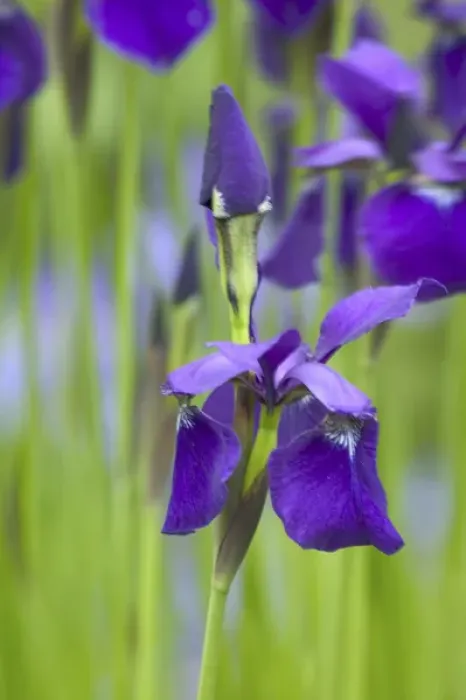 Framed Print : NA, USA, WashingtonState, Seattle, Backyard Flowers, Purple Irs in Bloom