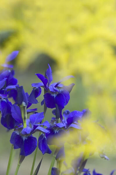NA, USA, WashingtonState, Seattle, Backyard Flowers, Purple Irs in Bloom