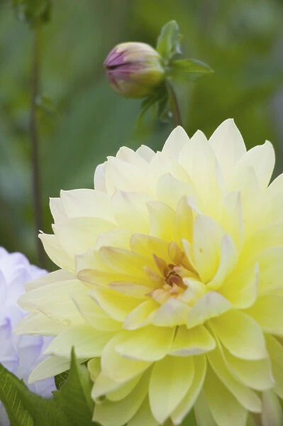 NA, USA, WashingtonState, Seattle, Backyard Flowers, Yellow Dahlia in bloom
