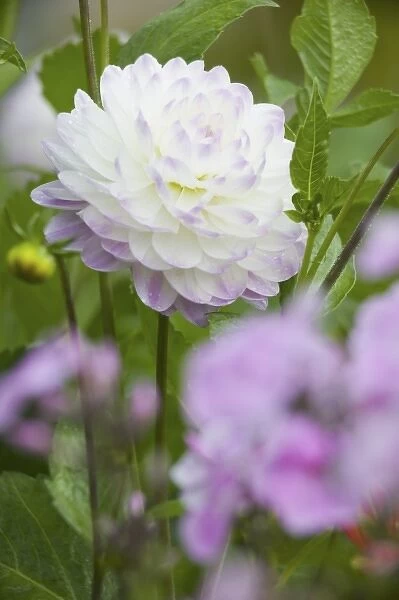 NA, USA, WashingtonState, Seattle, Backyard Flowers, Purple edged White Dahlia in