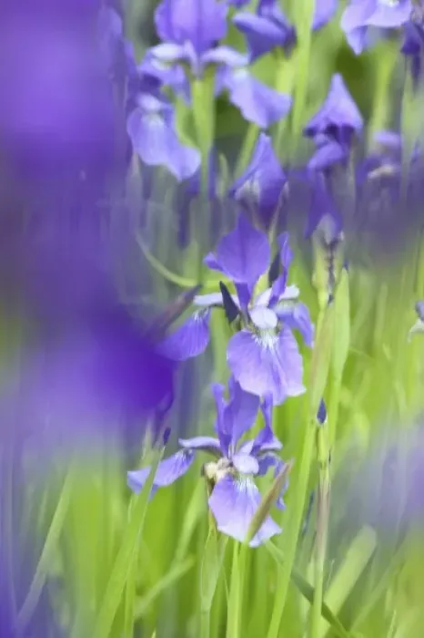 Framed Print : NA, USA, WashingtonState, Seattle, Backyard Flowers, Purple Irs in Bloom