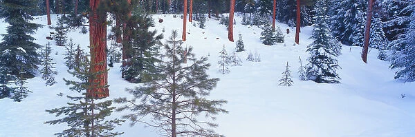 NA, USA, Washinton State, Loup Loup Pass, Snow Covered Ponderosa Pines