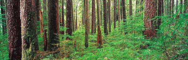 NA, USA, Washinton State, Olympic National Park, Sol Duc Rainforest, Old Growth Forest