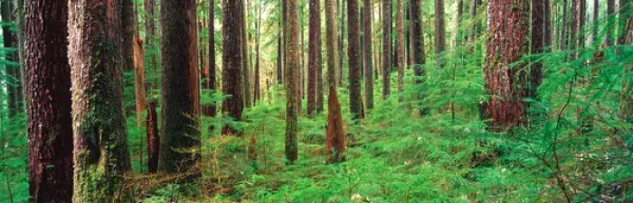 Framed Print : NA, USA, Washinton State, Olympic National Park, Sol Duc Rainforest, Old Growth Forest