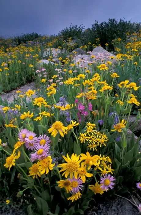 Framed Print : NA, USA, Wyoming, Yellowstone NP Wildflowers - aster, paintbrush, bluebells, groundsel