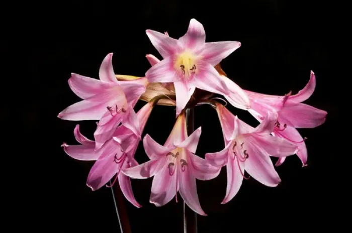 Framed Print : Naked ladies, Amaryllis belladonna, northern California Framed Print : Naked ladies, Amaryllis belladonna, northern California