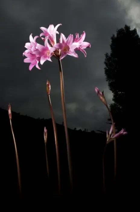 Framed Print : Naked ladies, Amaryllis belladonna, northern California Framed Print : Naked ladies, Amaryllis belladonna, northern California