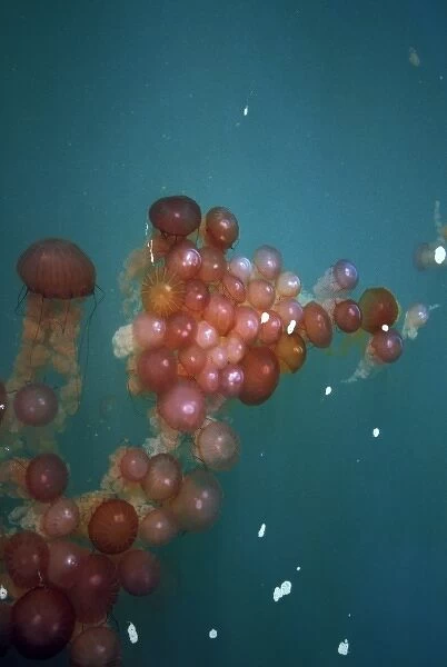 Nambia, Walvis Bay. Floating jellyfish
