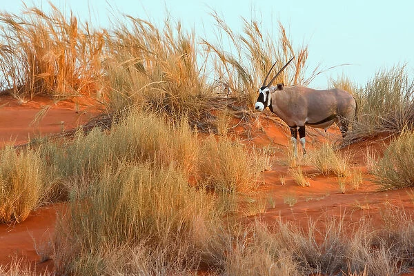 Namiban Desert. Africa Gemsbok (Oryx) standing alone on a grassy sandune