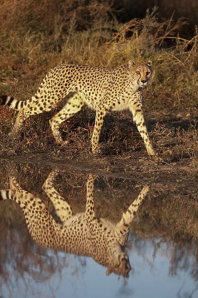 Namibia. Adult cheetah reflecting in water