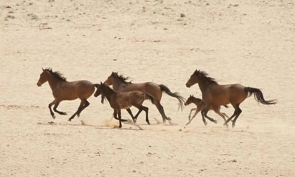 Namibia, Aus. Group of running wild horses on the Namib Desert