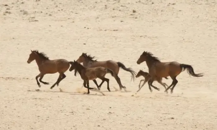 Framed Print : Namibia, Aus. Group of running wild horses on the Namib Desert Framed Print : Namibia, Aus. Group of running wild horses on the Namib Desert