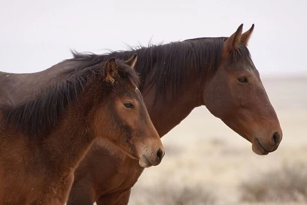 Namibia, Aus. Profile close-up of two wild horses on the Namib Desert