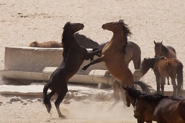Namibia, Aus. Wild horses play fighting at a man-made water hole on the Namib Desert