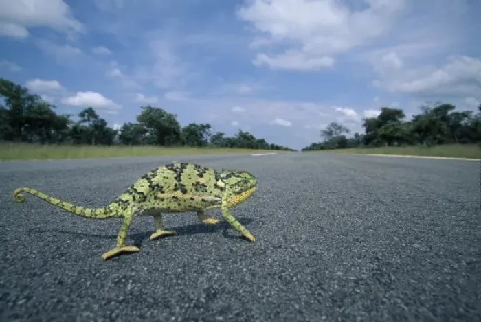 Framed Print : Namibia, Caprivi Strip, Flap-necked Chameleon (Chamaeleo dilepis) runs across road Framed Print : Namibia, Caprivi Strip, Flap-necked Chameleon (Chamaeleo dilepis) runs across road
