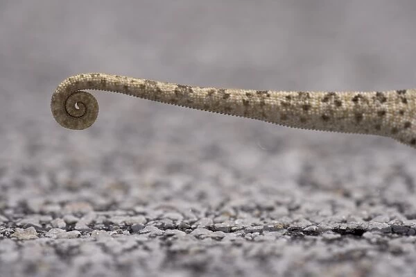Namibia, Caprivi Strip. Detail of tail of Flap Necked Chameleon (Chamaeleo dilepis)