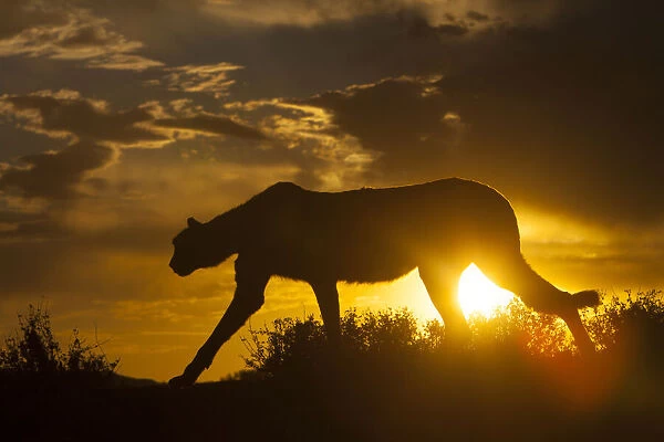 Namibia. Cheetah silhouette at sunset