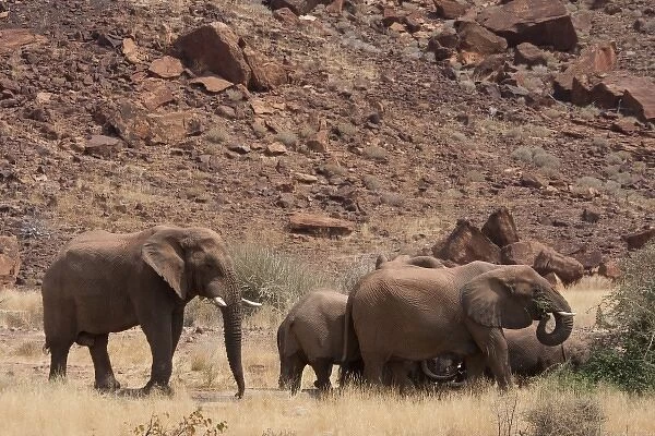 Namibia, Damaraland. Elephants roam freely while eating near lodges at Twyfelfontein Lodge